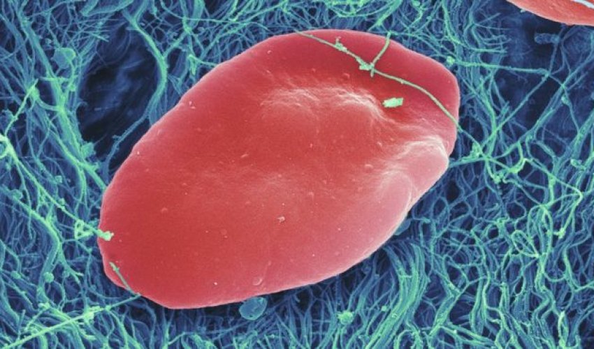 Huge leap to mass produced platelets