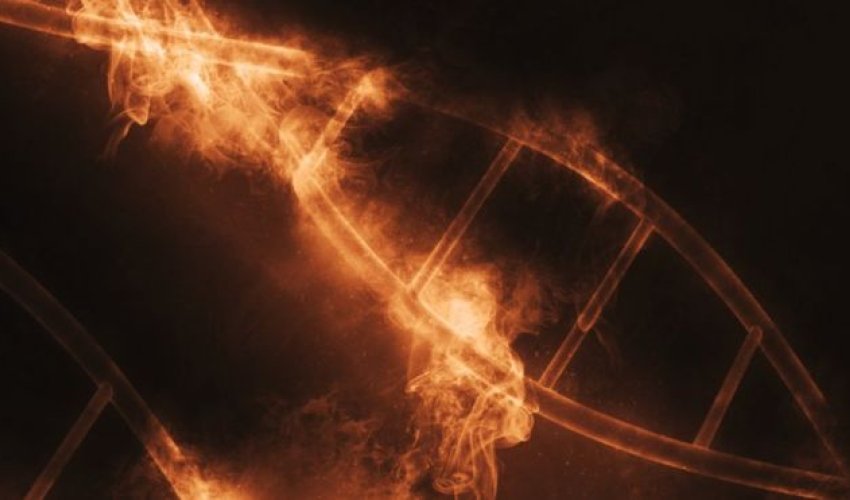 'Superhero DNA' keeps diseases at bay