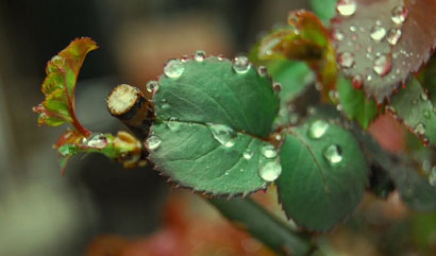 Baku weather forecast for April 14