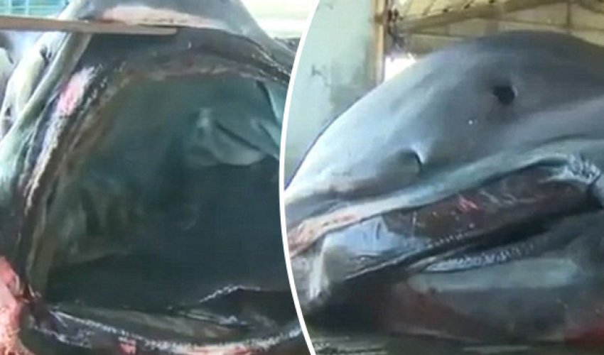 Monumental 'megamouth' shark caught causing utter panic