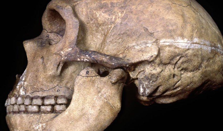 What Neanderthals' healthy teeth tell us about their minds?