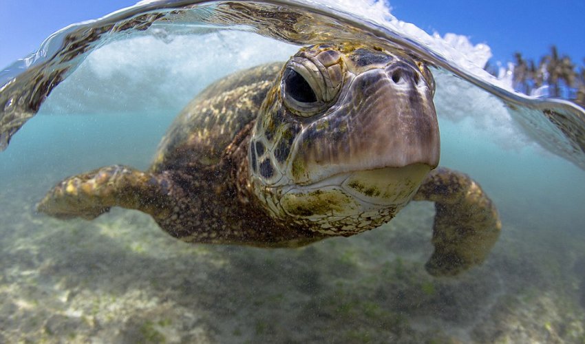 He's got underwater photography nailed!