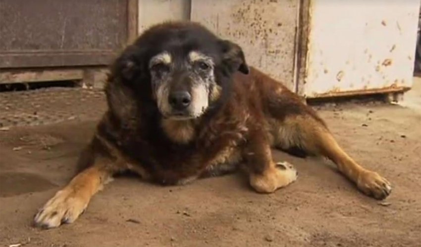 World’s oldest dog' Maggie dies age 30 VİDEO World’s oldest dog' Maggie dies age 30 VİDEO