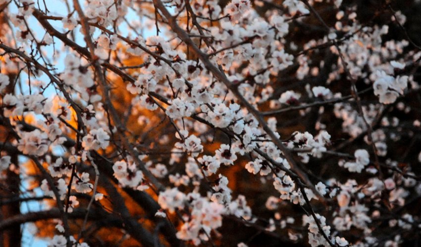 Baku weather forecast for April 22