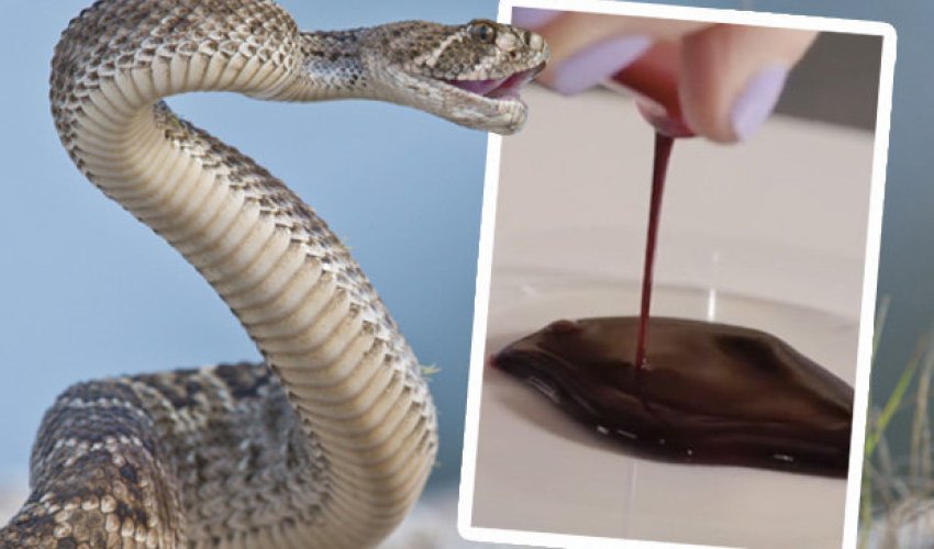 This is what happens to human blood if you get bitten by a snake