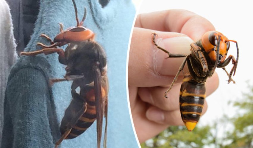 Photo of giant mutant hornet goes viral terrifying the Internet Photo of giant mutant hornet goes viral terrifying the Internet