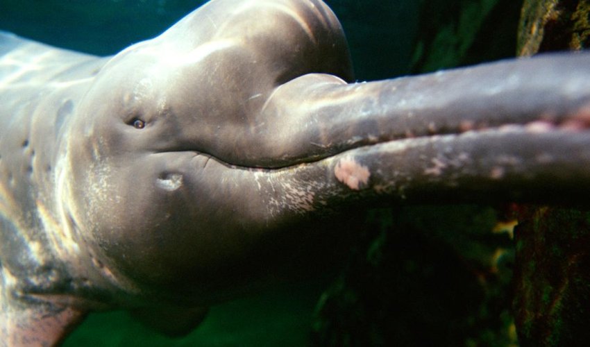 Why some species of dolphin has turned pink