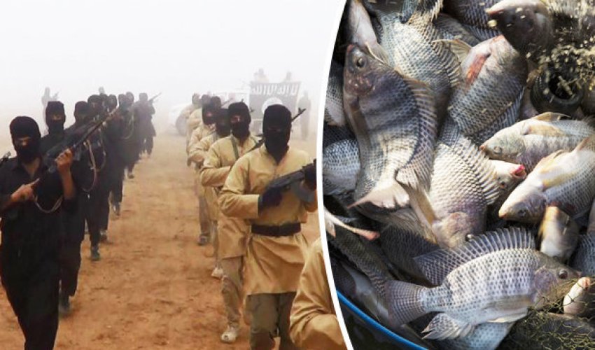 ISIS turns to selling FISH as air strikes obliterate oil fields ISIS turns to selling FISH as air strikes obliterate oil fields