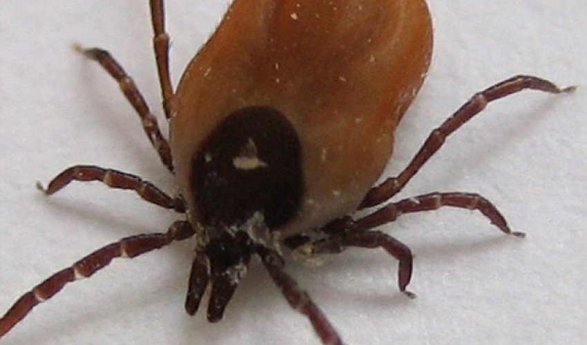 'Lyme disease is a ticking time bomb'