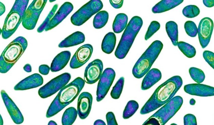 Global antibiotics 'revolution' needed