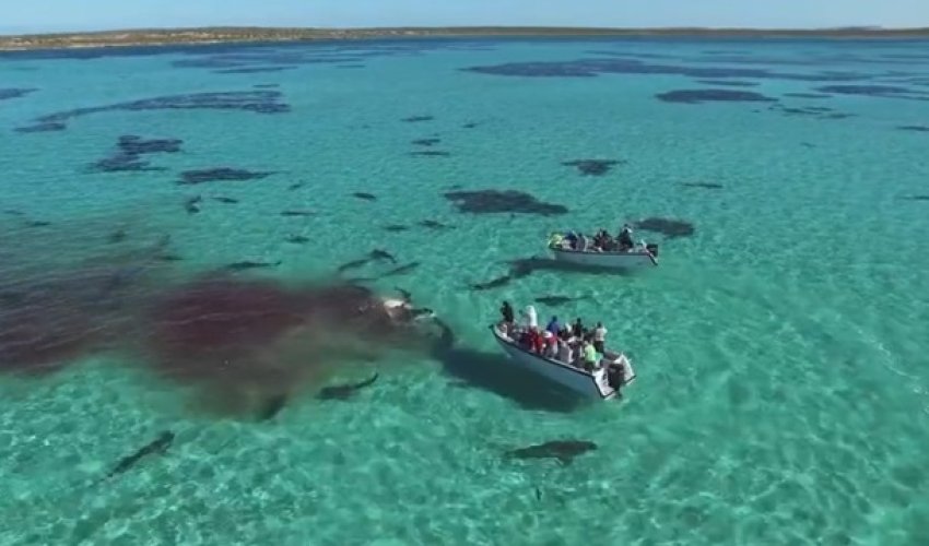 Более 70 акул съели кита - ВИДЕО