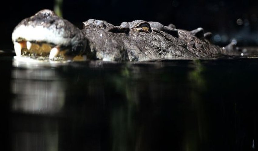 Crocodile victim celebrating end of friend's cancer treatment