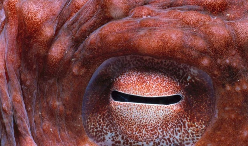 8 reasons why octopuses are the geniuses of the ocean