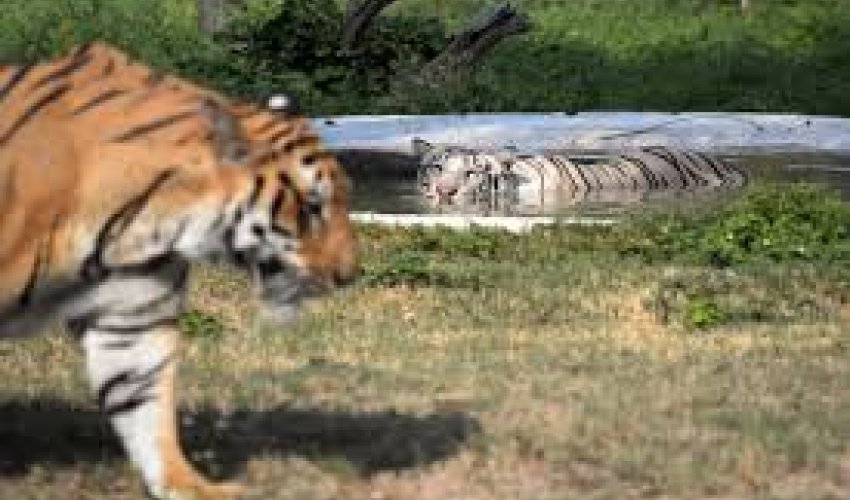 Тигр загрыз леопарда - ВИДЕО