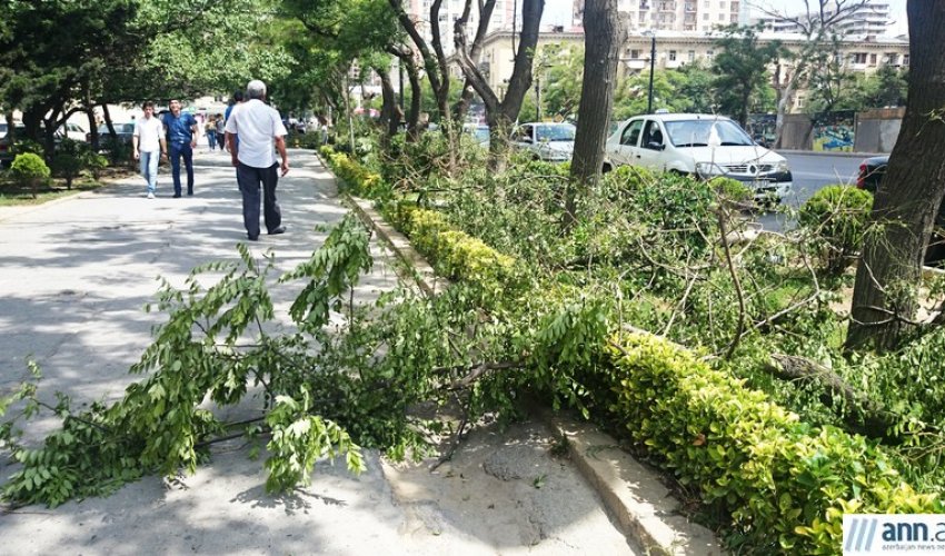 В Баку вырубают деревья. Причина: камеры слежения