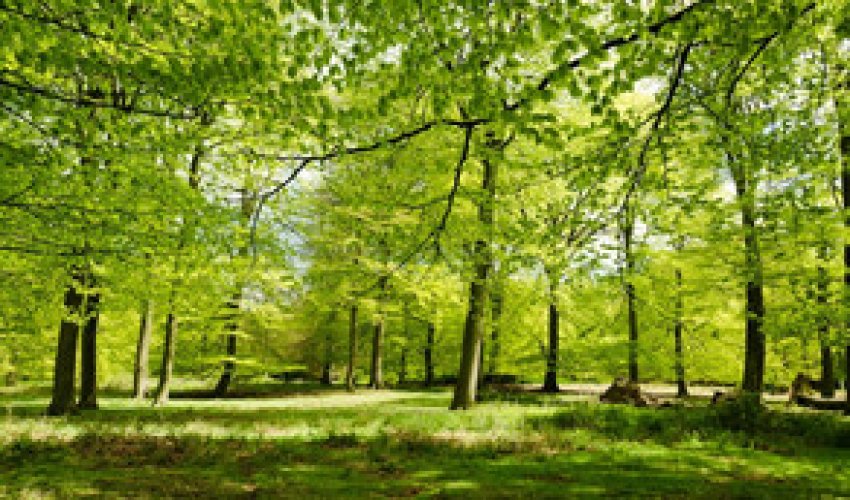 Baku weather forecast for June 22