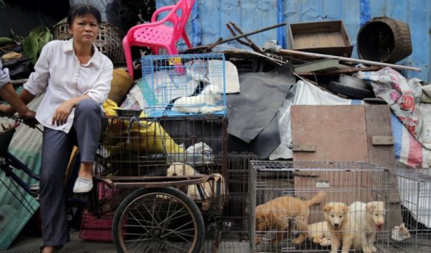 Yulin dog meat festival begins in China amid widespread criticism