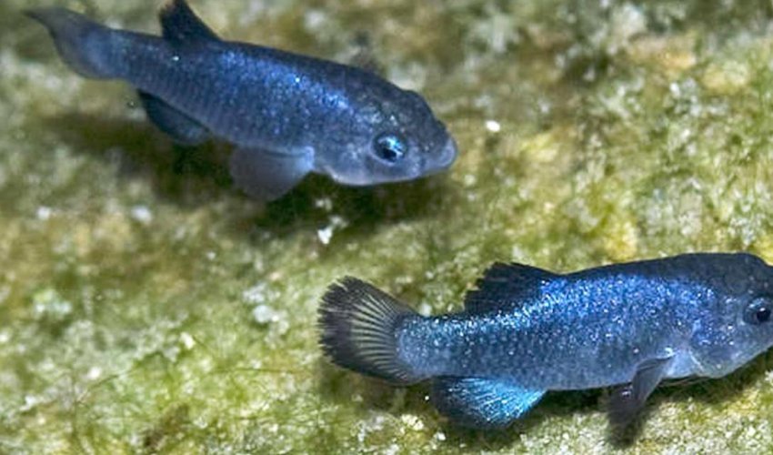 The world's loneliest species came from