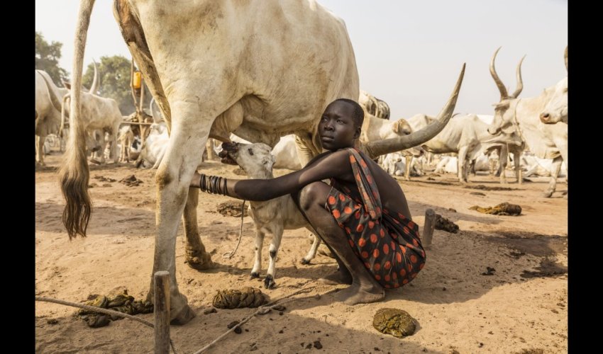 The Mundari: The tribe dying for their cows The Mundari: The tribe dying for their cows