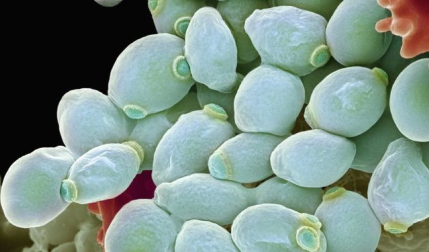 Fungal infection 'threat' to human health