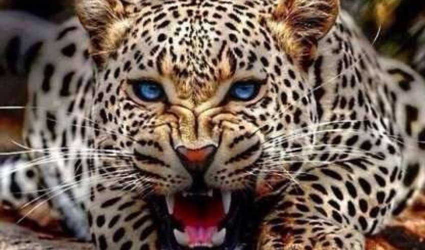 Rusiya və Azərbaycan birgə qoruq yaradacaq