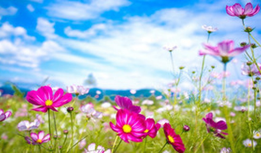 Baku weather forecast for August 13