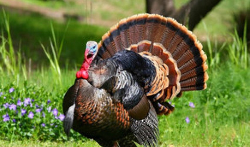 Azərbaycanda hindquşu ətinin istehsal edilməsi təklif olunur