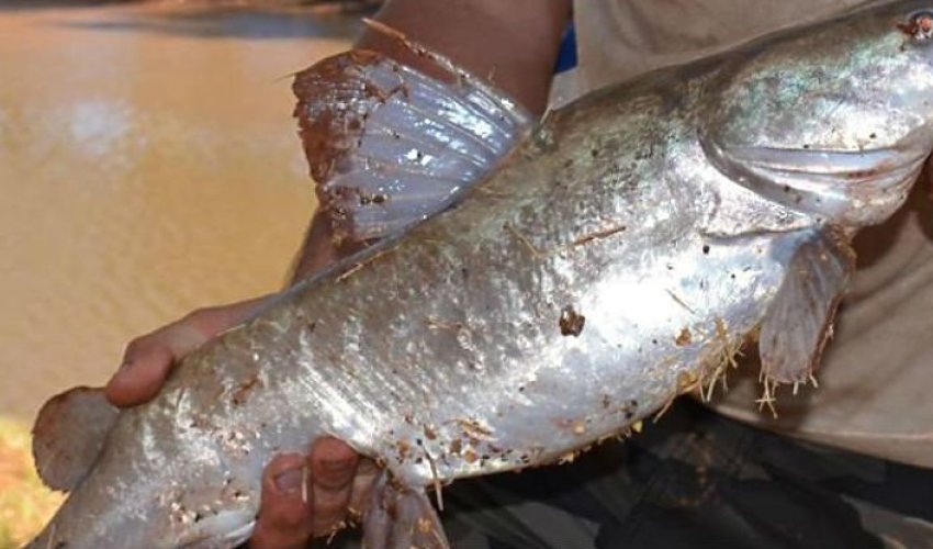 Huge Australian catfish have started catching and eating mice Huge Australian catfish have started catching and eating mice