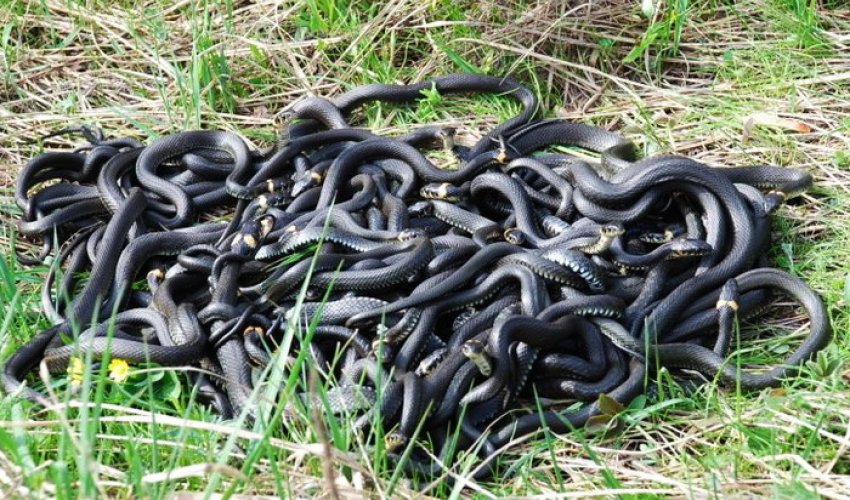 285 змей выпустили на свободу - ВИДЕО