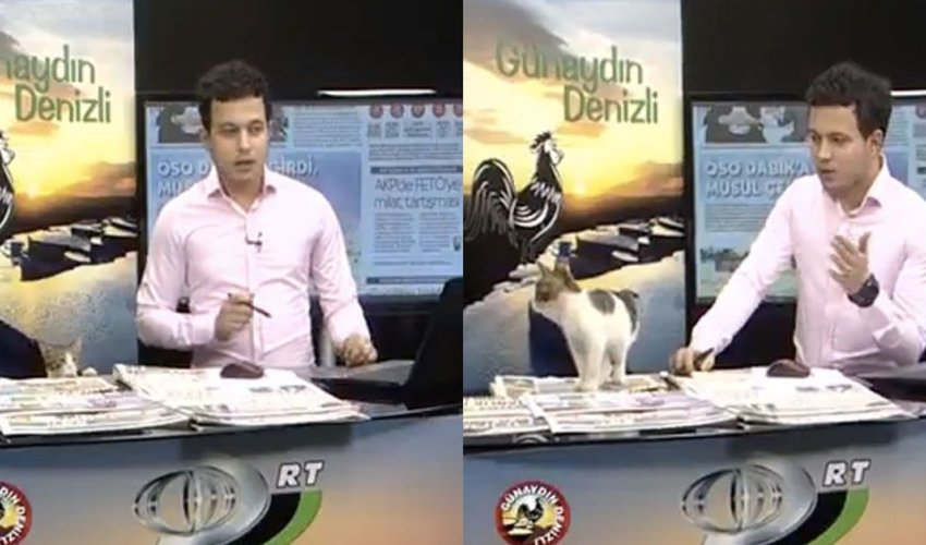 Canlı yayıma pişik girdi - VİDEO Canlı yayıma pişik girdi - VİDEO