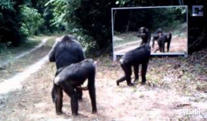 Звери в шоке от своего отражения - ВИДЕО