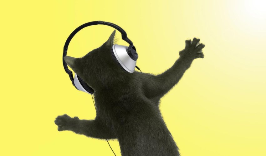 Создан музыкальный альбом для котов - ВИДЕО