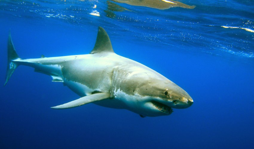 Гигантская акула атаковала дайверов  - ВИДЕО