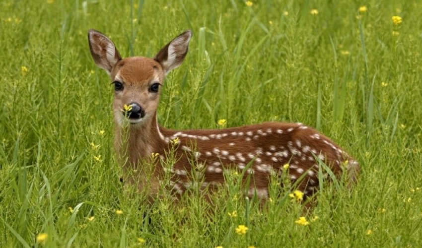 Gazelle hunting in Azerbaijan not licensed even for AZN 1M – ministry