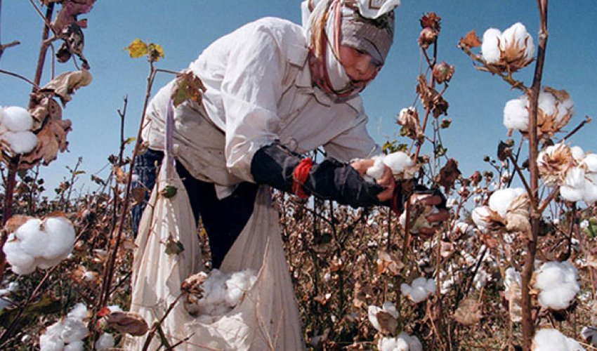 Pambıq və tütün əkənlərə subsidiya belə veriləcək - YENİ QAYDALAR
