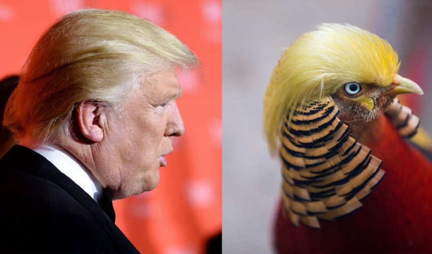 Trampa oxşayan qırqovul internet ulduzu oldu