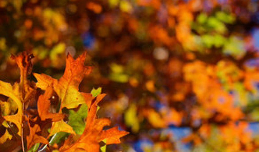 Baku weather forecast for Nov. 18