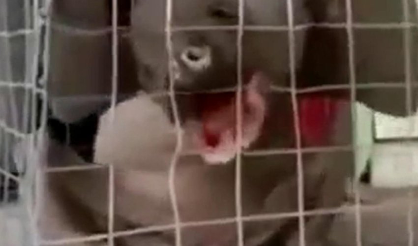 Поймано человекообразное животное - ВИДЕО