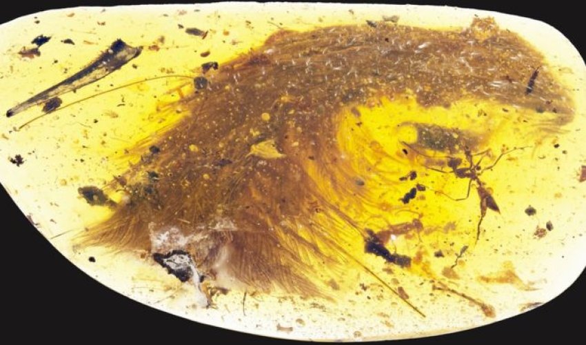 'Beautiful' dinosaur tail found preserved in amber 'Beautiful' dinosaur tail found preserved in amber