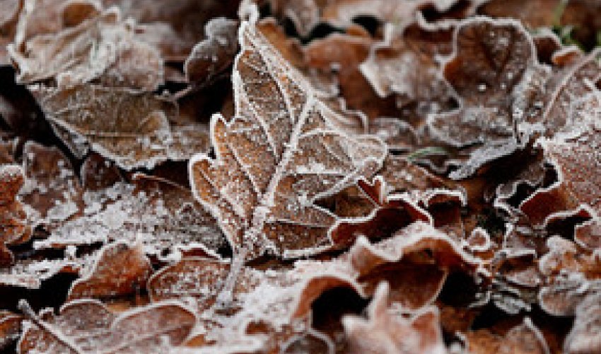 Baku weather forecast for Dec.22