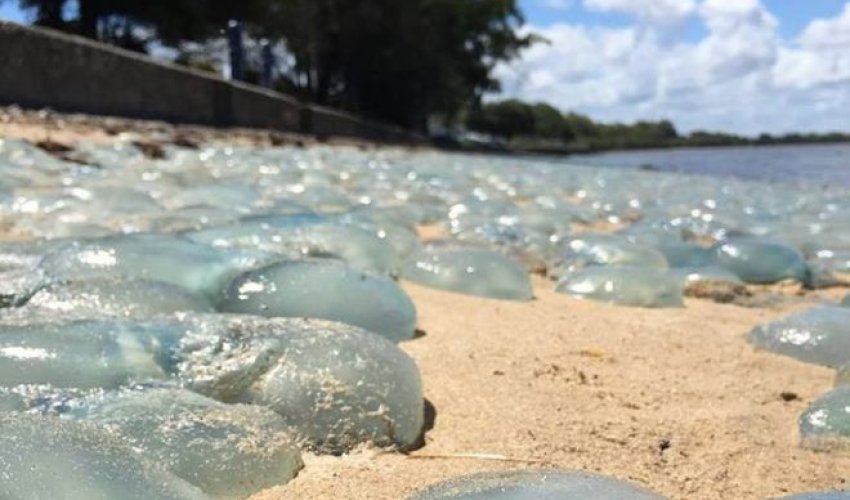 Jellyfish wash up 'like wallpaper' on Australian beach