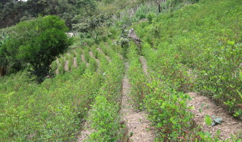 Boliviya prezidenti daha çox koka istəyib