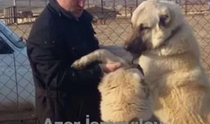 Bakıda prezidenti qəzəbləndirən şirkət rəhbəri həbs edildi