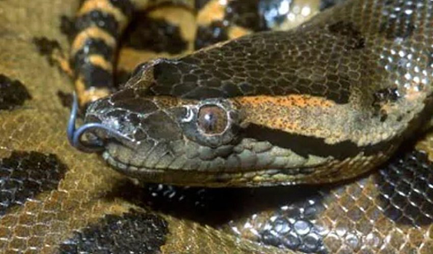 Bakı zooparkında anakonda öldü - İNFEKSİYA Bakı zooparkında anakonda öldü - İNFEKSİYA