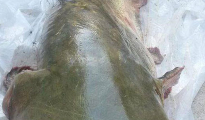 Kürdən görün nə tutdular - FOTOLAR