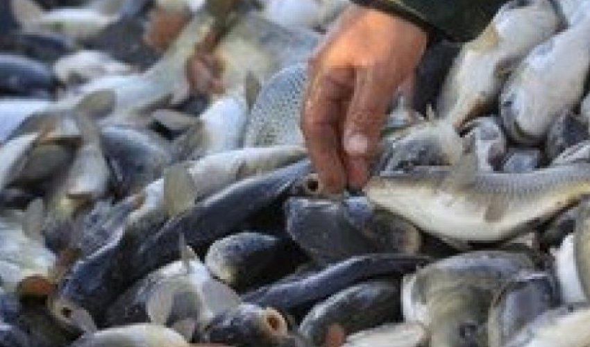 Bakıda ilk dəfə olaraq ayrıca balıq bazarı yaradılacaq