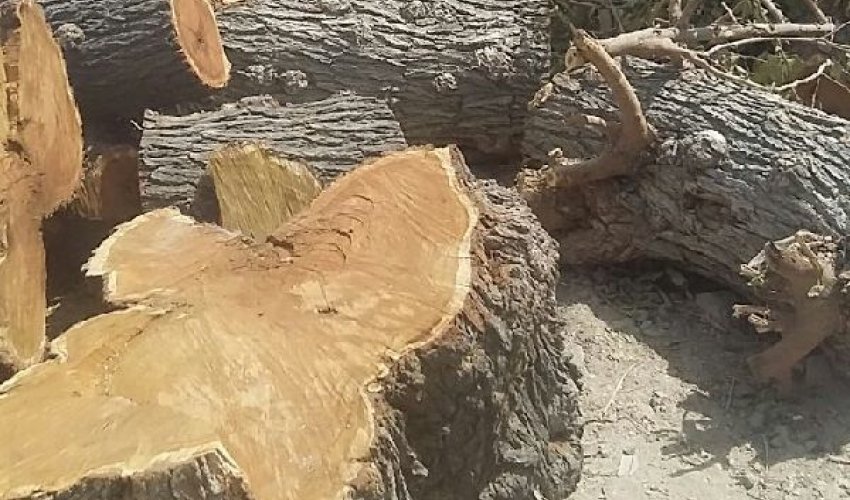 Sumqayıt sakini təbiətə 5700 manat ziyan vurdu – FOTO Sumqayıt sakini təbiətə 5700 manat ziyan vurdu – FOTO