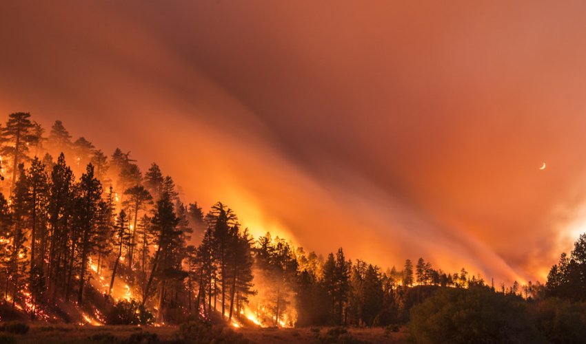 Azərbaycanda baş vermiş meşə yanğınlarının səbəbi açıqlandı