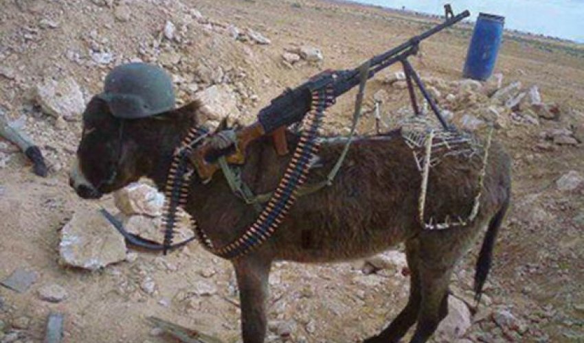 Ermənilər eşşəyi özəlləşdirdilər
