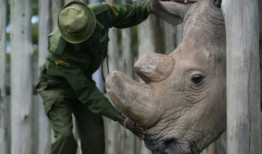 Вымер последний в мире белый носорог